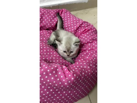 Ankara kaliteli british shorthair bebekler