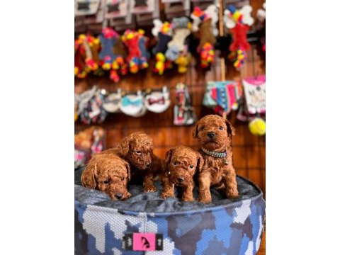 Şecereli toy poodle yavrularımız