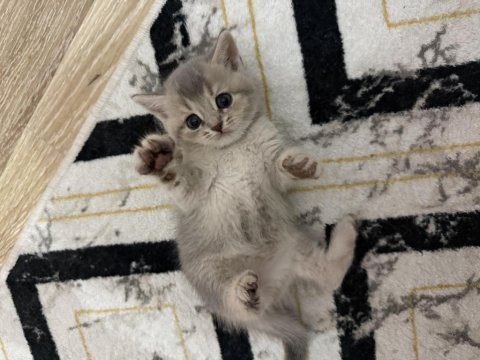 Bakımlı cins kediler