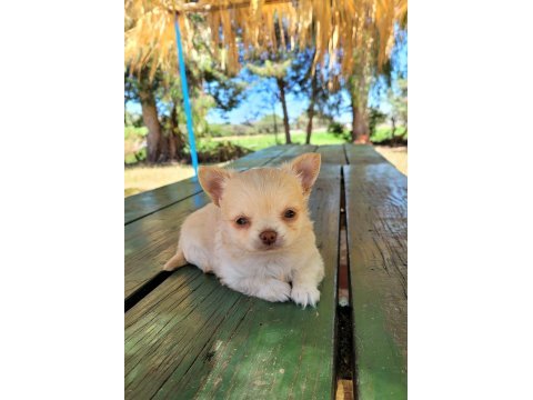 Kaliteli erkek longhair chihuahua