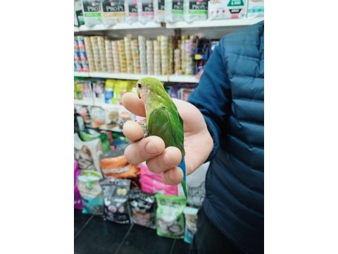 45 günlük bebek sevda papağanları gelmiştir