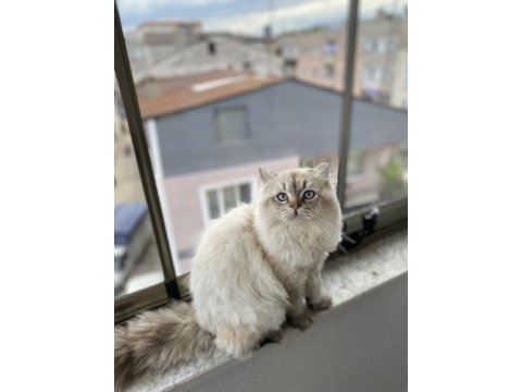 British shorthair ücretsiz sahiplendirilecektir