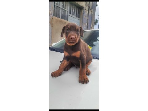 Doberman yavrularımız