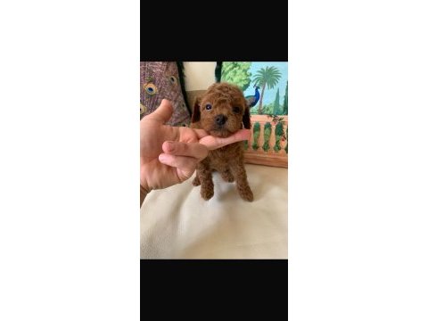 Toy poodle erkek kısa kuyruk