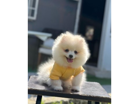 Pomeranian boo yavrular