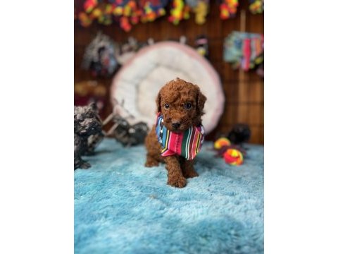 Minicik toy poodle bebekler