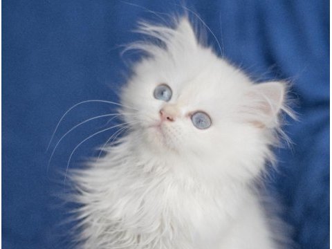 British longhair ny 33 dişi