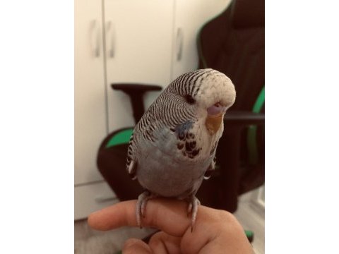 İri şov jumbo vasıflı muhabbet kuşu