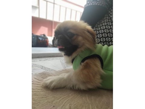 2 yaşında dişi kısır cipli orjinal sıfır burun pekinez