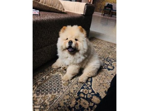 A kalite beyaz chow chow yavrular