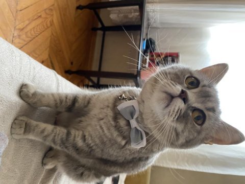 British shorthair tam bir tatlılık
