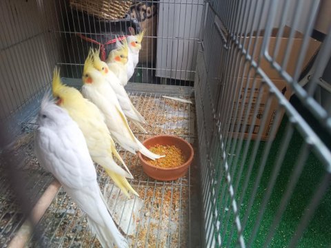 Lutino ev üretimi sultan papağanı yavrular