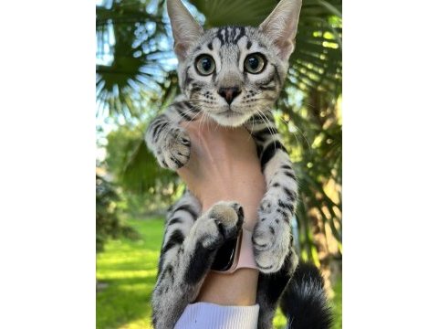 Faturalı silver bengal yavruları