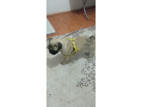5 aylık pug