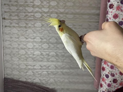 Lutino sultan papağanı
