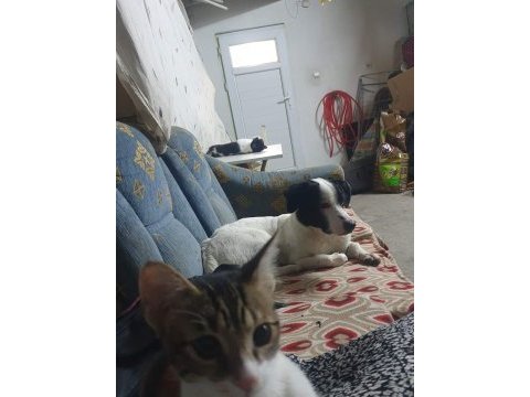 Cipli aşılı köpek için acil yuva jack russell