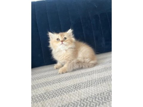 2 aylık pamuk şeker kedimiz