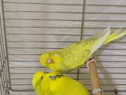 Yeni jumbo muhabbet kuşu yavrular sahiplendirilecektir