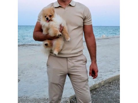 8 aylık kucak bağımlısı orjinal pomeranian