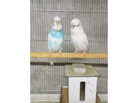 Sahibinden muhabbet kuşlar