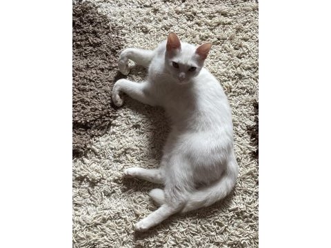 Geçici yuvasında olan lili için kalıcı yuva arıyoruz!