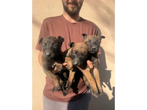 Belçika malinois yavrular