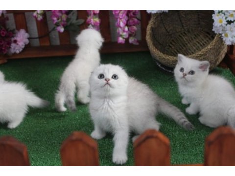 Full şecereli scottish fold yavrularım