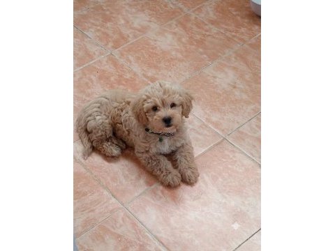 Maltipoo yavru