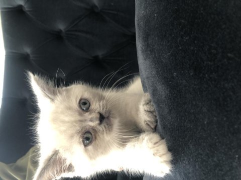 Boncuk göz british longhair