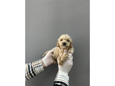 Mini maltipoo yavrular