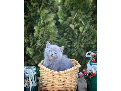 British shorthair sevimli yavrularım 