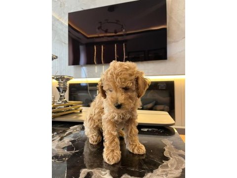 Erkek 2 aylık maltipoo