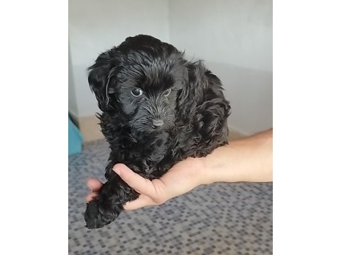 Siyah lekesiz toy poodle yavrularımız