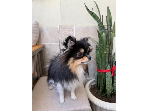 Tüm aşıları tam xxs pomeranian