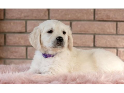 Golden retriever yavrular için ulaşabilirsiniz