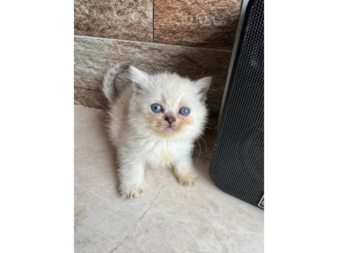 Orijinal british shorthair bebeklerimiz