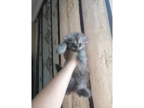 Kediler çok çok uyguna gidiyorlar