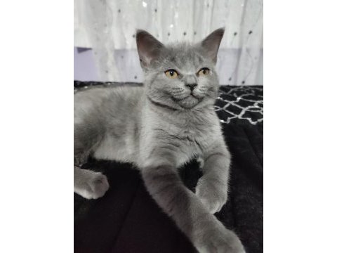 British shorthair yavrularımıza yuva arıyoruz