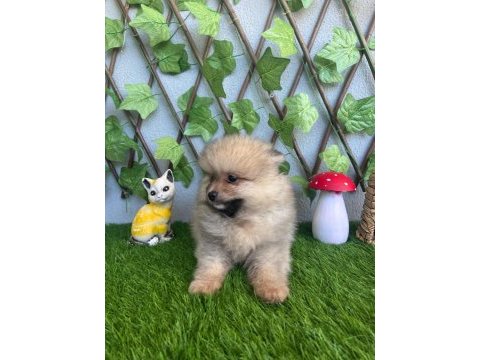 Pomeranian yavrularımız