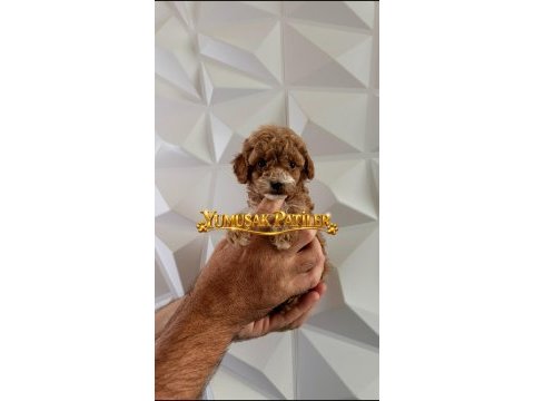 Orijinal toy poodle
