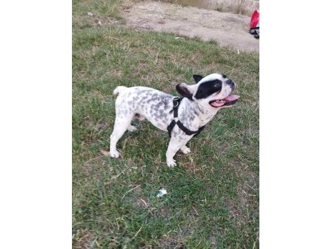 Oğlumuza eşleştirmeye güzel köpek lazım