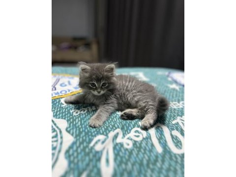 Tüy yumağı british longhair
