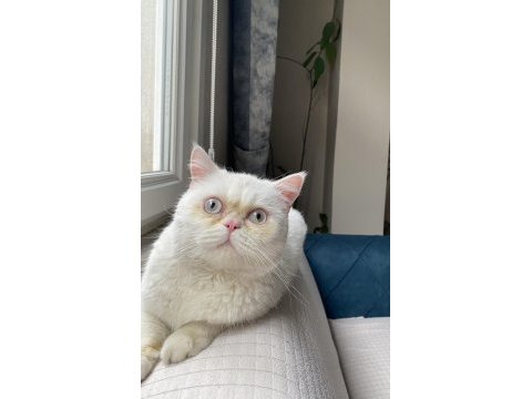 Erkek brıtısh shorthaır kedimiz
