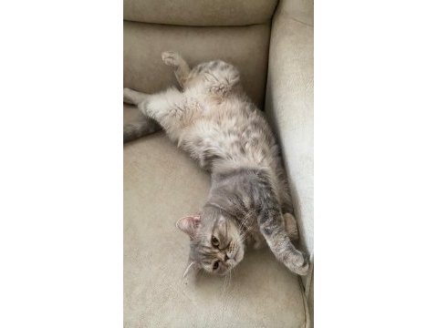 Scottish fold ve british shorthair