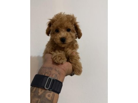 Kore teacup poodle yavrular