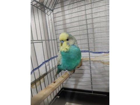 Bakımlı temiz muhabbet kuşu