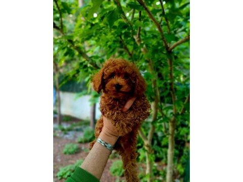 3 kg poodle erkek bebek faturalı, ırk ve sağlık garantili