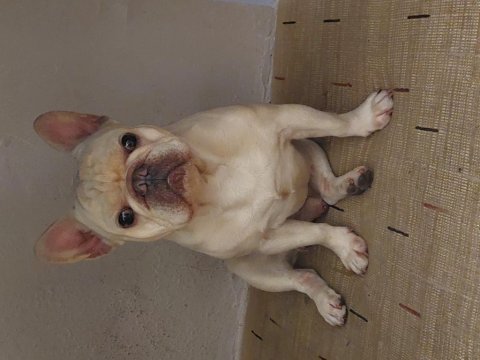 Oyuncu insan canlısı safkan cream french bulldog acil