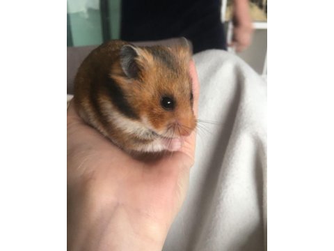 Hamster-gonzales yavrularımız heryere gönderim