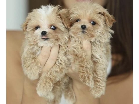 Maltipoo prensesler